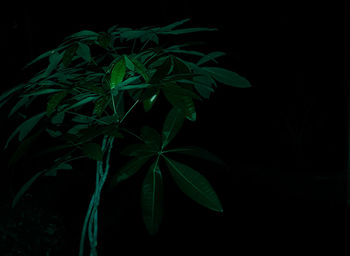 Close-up of plant against black background
