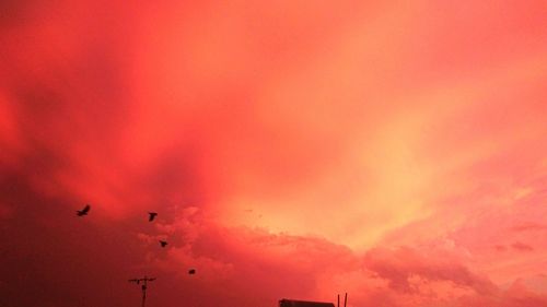 Silhouette of birds flying in sky during sunset