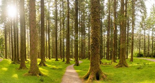 Path in gougane barra national park