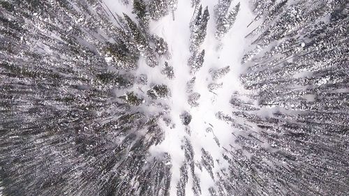 Full frame shot of trees against sky