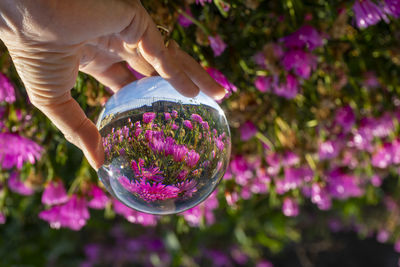 Close-up of woman holding pink flower