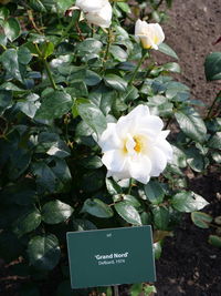 Close-up of white flowering plants