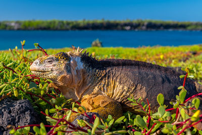 Close-up of iguana