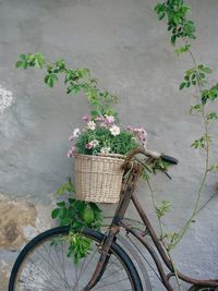Plants in basket