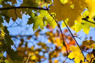 Low angle view of maple leaves on tree