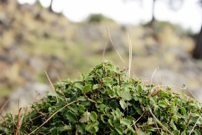 Close-up of plant growing on field