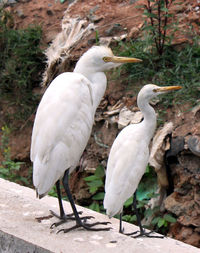 Close-up of gray heron perching on riverbank