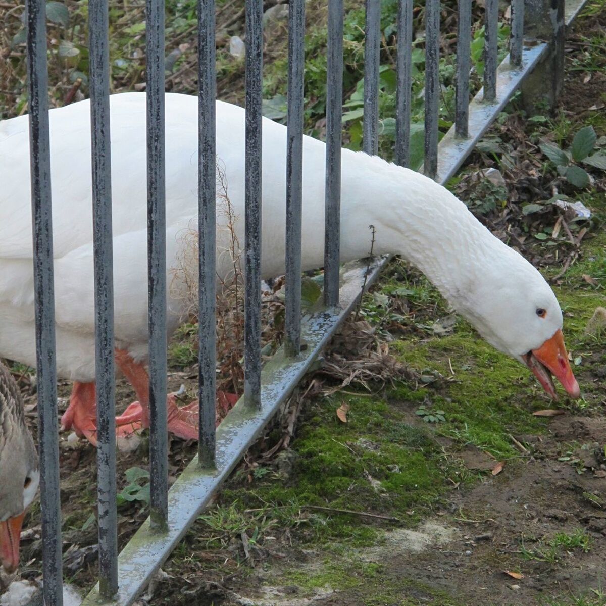 DUCK IN CAGE AT ZOO