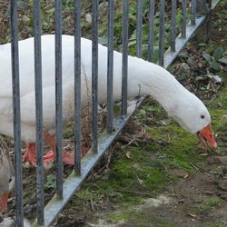 Bird in cage