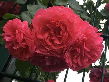 Close-up of pink rose