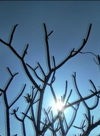 Low angle view of bird against clear sky