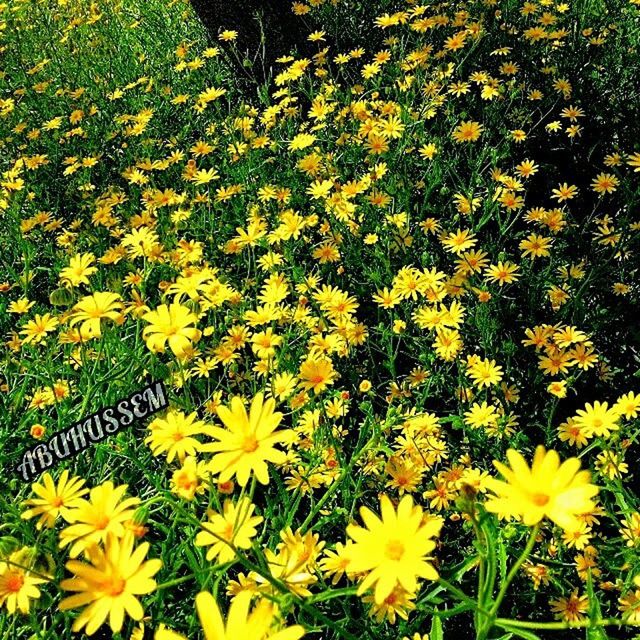 flower, yellow, freshness, growth, fragility, petal, beauty in nature, blooming, plant, flower head, nature, high angle view, in bloom, field, daisy, blossom, park - man made space, outdoors, abundance, green color