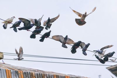 Low angle view of pigeons