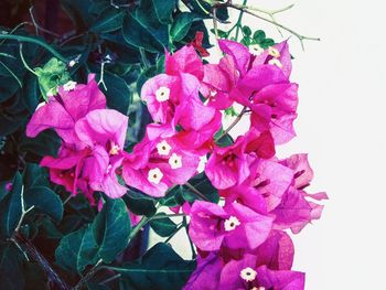 Close-up of flowers blooming outdoors