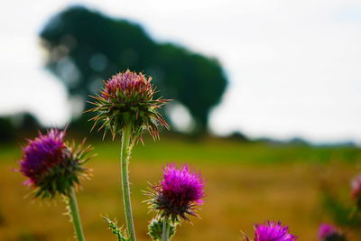 Close-up of pink thistle flowers on field