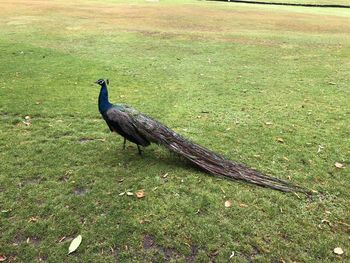 Bird perching on a field