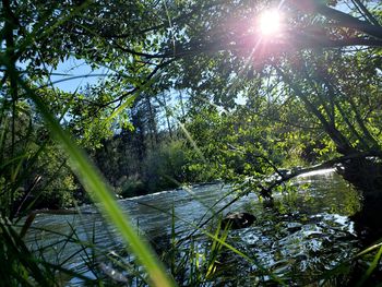 Scenic view of lake against trees in forest