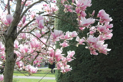 Pink flowers on tree