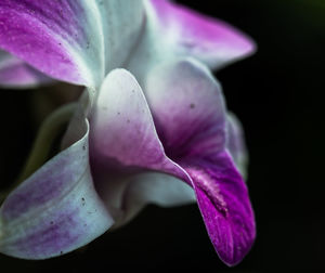 Close-up of purple flowers