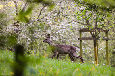 Squirrel standing on a land