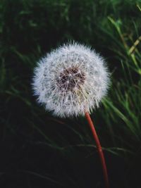 Close-up of dandelion flower