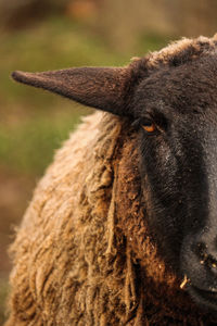 Close-up portrait of a sheep