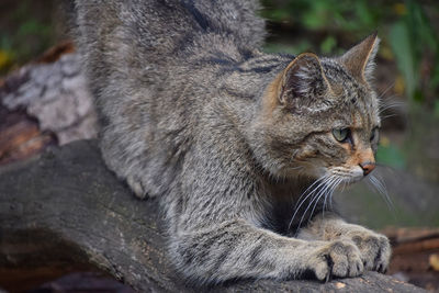 Close-up of wildcat