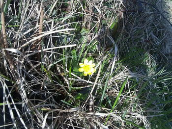 Close-up of yellow flower