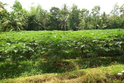 Scenic view of trees growing on field