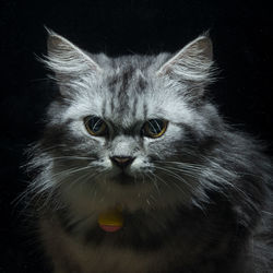 Close-up portrait of a cat over black background