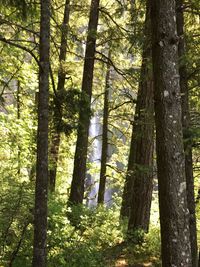 Trees in forest