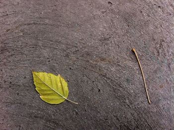 Close-up of leaf on ground