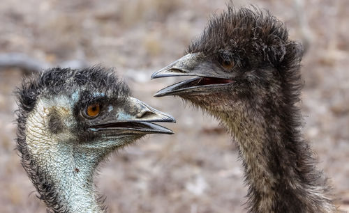 Heads of two emus facing each other