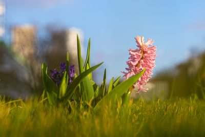 Close-up of flowering plants on field