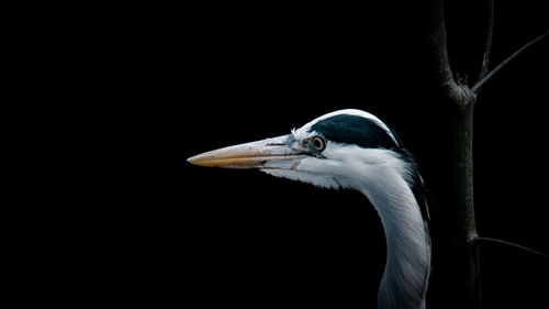 Close-up of a heron