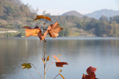 Autumn leaves on lake against sky