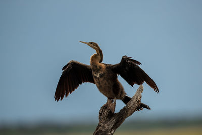 Low angle view of a bird flying