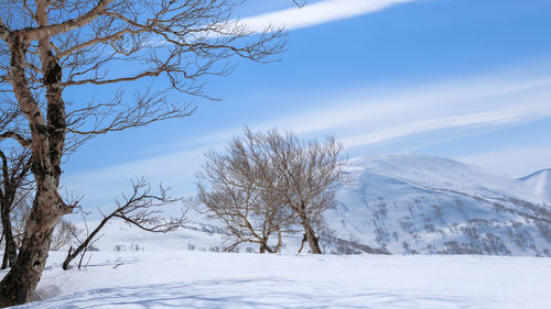 Bare trees on snow covered landscape against sky