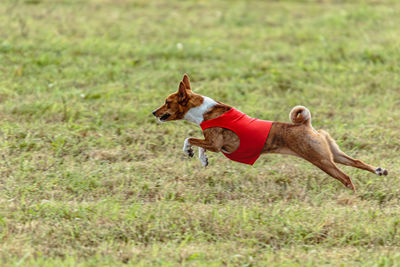 Running basenji dog in red jacket across the meadow on lure coursing competition