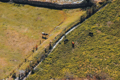 High angle view of trees on field