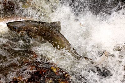 Fish swimming in river 