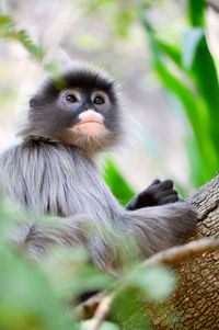 Portrait of monkey sitting on tree