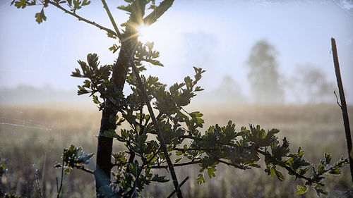 Trees growing against sky