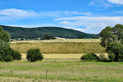 Scenic view of field against sky