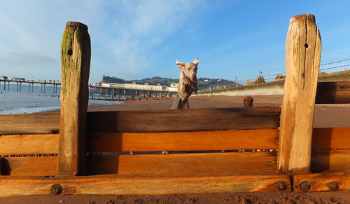 Dog jumping on beach against sky