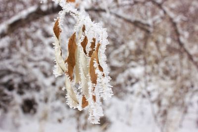 Close-up of frozen tree branch during winter