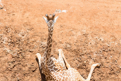 Giraffe resting in the ground