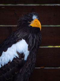 Close-up of a bird looking away