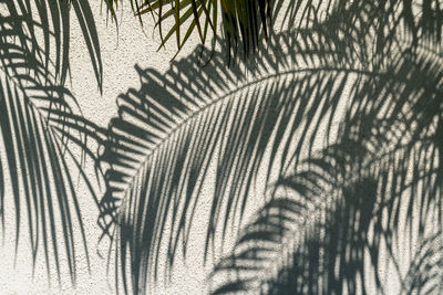Shadow of palm leaves on wall