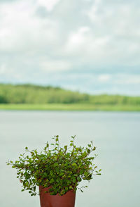 Plant by lake against sky